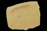 Dawn Redwood (Metasequoia) Fossil - Montana #135745-1